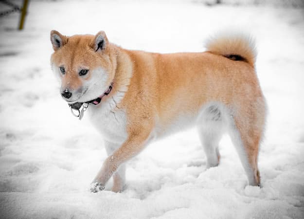 Dog walking in snow