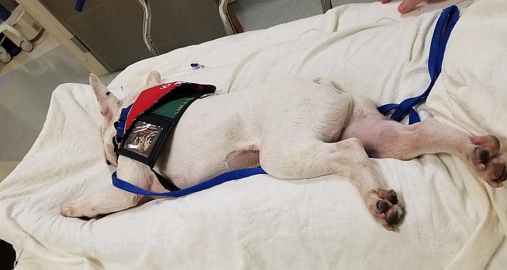 Squish on Tracy’s bed in the post-op recovery area after she had a port surgically implanted