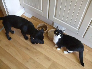 dog at cat dish, cat looking up