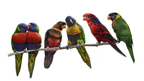 6 colorful birds perched on a stick