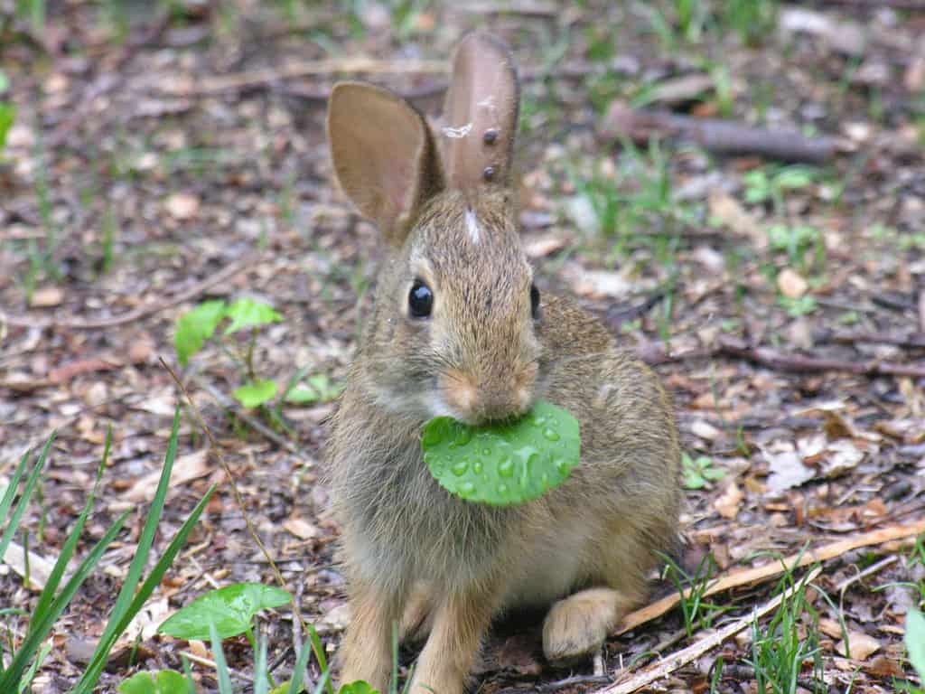 rabbit