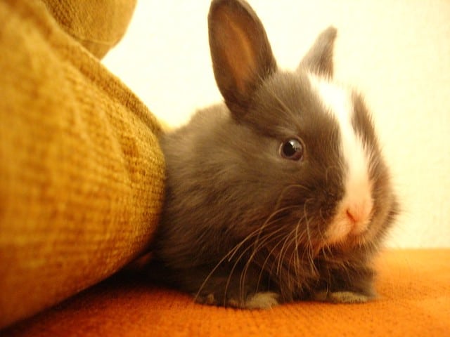 pet rabbit