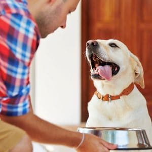 Does dog food cause heart disease?