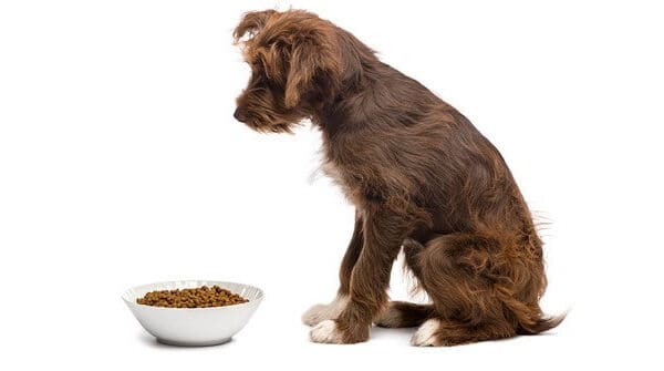 Merrick dog food 2024 and heart disease