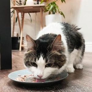 Cat eating off dish