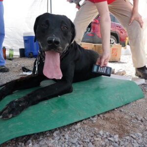 black lab experiencing heat stress in a hot environment