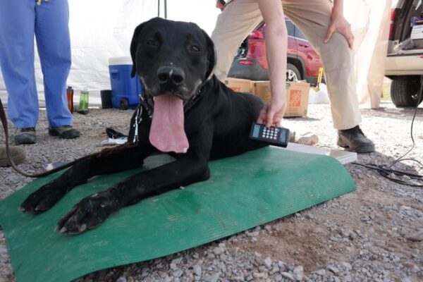 black lab experiencing heat stress in a hot environment