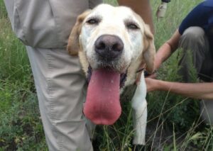 yellow lab with tongue out experiencing heat stress in a hot environment