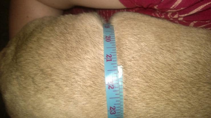 Levi the pug on Halo Healthy Weight Loss Challenge (one inch down)