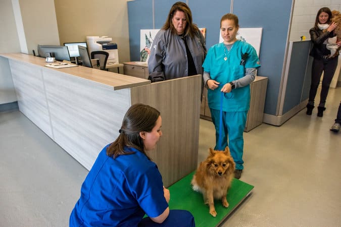  A dog was weighed at the Pet Oasis at the Ark center, which houses various in-transit animals. Credit Johnny Milano for The New York Times 