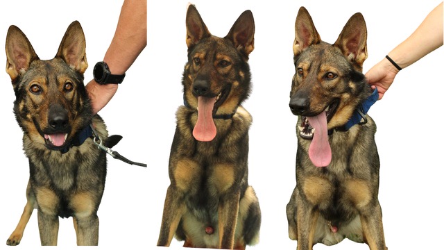 series of a dogs progression from none to moderate heat stress