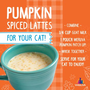 Seriously Spiced Pumpkin Latte for Dogs Cats Tracie