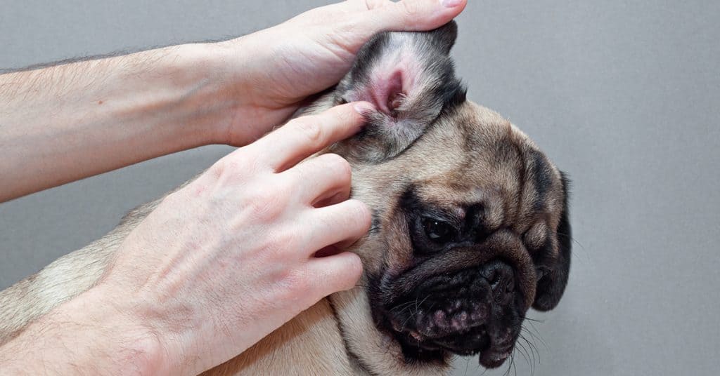 Dark stuff in dog's ear best sale