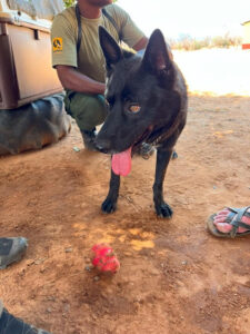 dog experiencing heat stress with tongue out