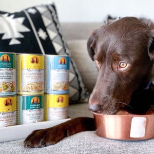 brown dog with cans of food
