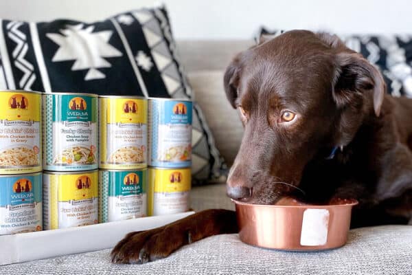 brown dog with cans of food