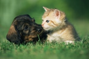 cat and dog in grass together