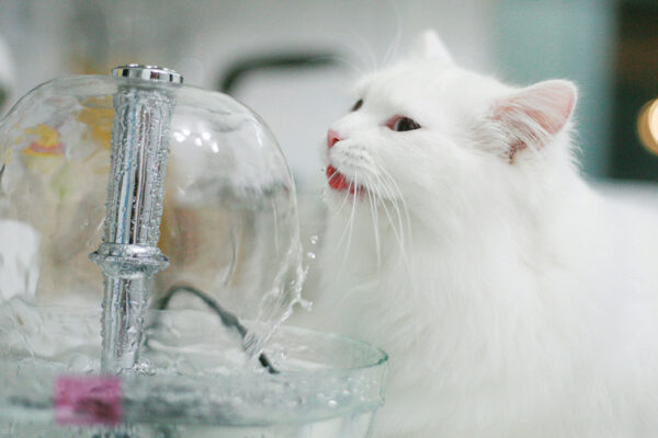 cat with it's tongue out trying to reach water