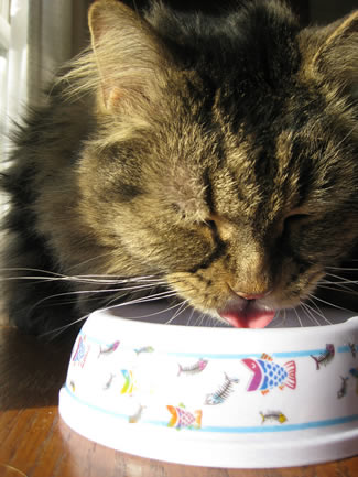 Cat eating from dish decorated with fish illustrations