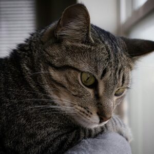 cat looking out the window