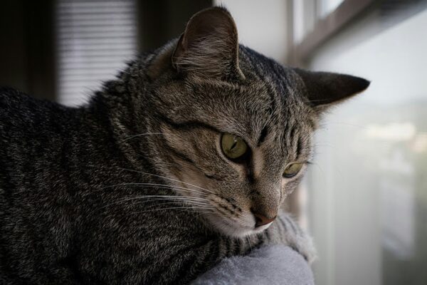 cat looking out the window