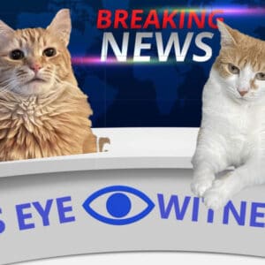 cats eye witness news