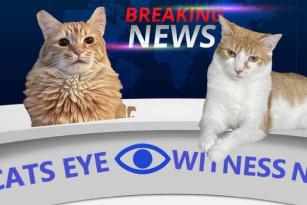 cats eye witness news