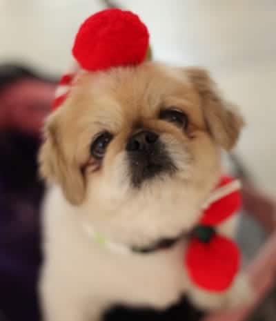 Dog Dressed for Christams