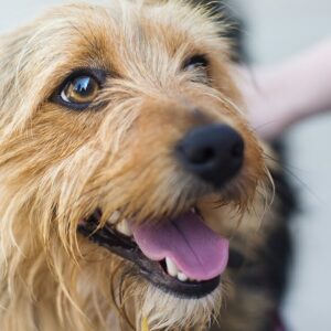 happy dog close up of face