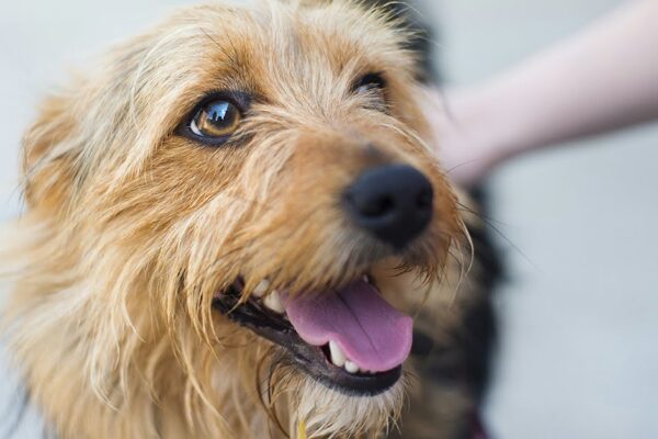 happy dog close up of face