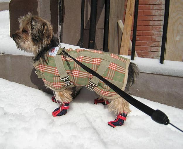 dog wearing booties in snow