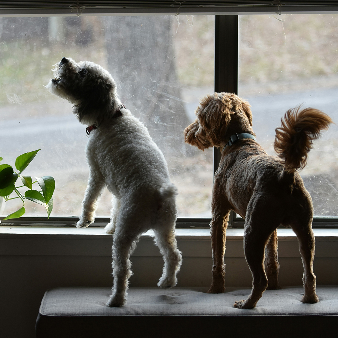 two dogs barking while looking out the window