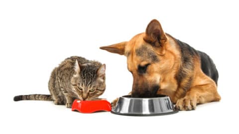 large dog and small cat lie next to each other and eat food out of their bowls Tracie Hotchner the Radio Pet Lady