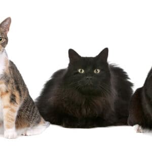 five different breeds of cats pose for photo Tracie Hotchner the Radio Pet Lady