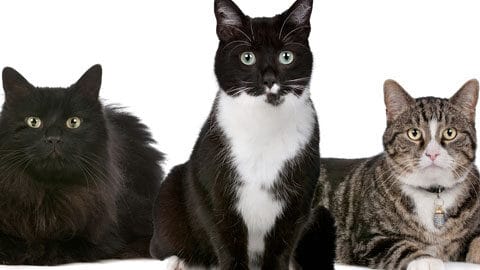 five different breeds of cats pose for photo Tracie Hotchner the Radio Pet Lady