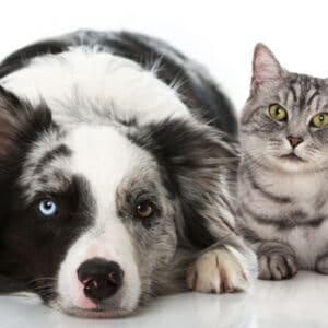 border collieand tabby cat sitting next to each other Tracie Hotchner the Radio Pet Lady