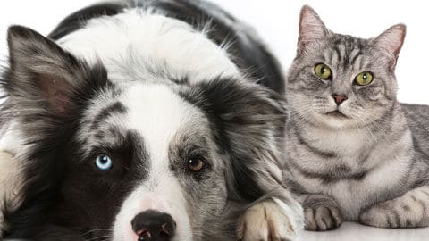 border collie and tabby cat sitting next to each other Tracie Hotchner the Radio Pet Lady