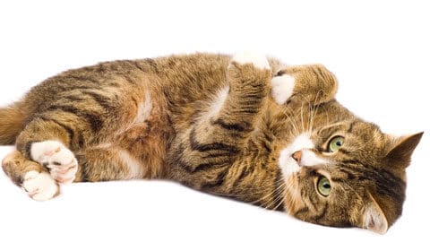 tan and brown tabby cat lies on its side in a playful way Tracie Hotchner the Radio Pet Lady