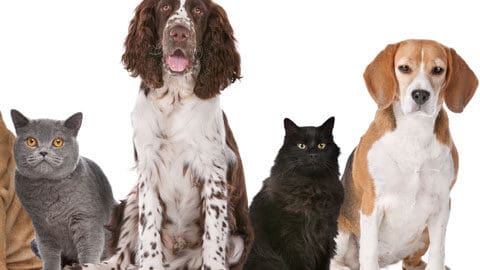 three different breeds of dogs and two breeds of cats pose together for a photo Tracie Hotchner the Radio Pet Lady
