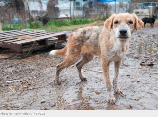 homeless dog (photo by Kathy Milani, HSUS)