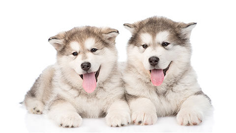 Two huskies