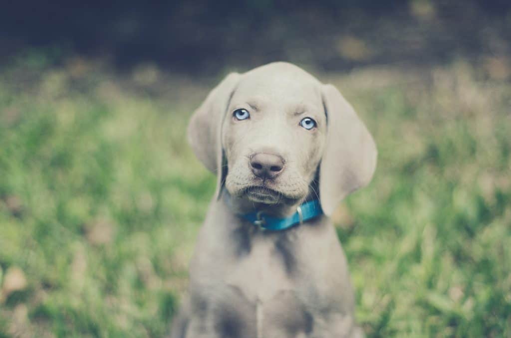 Wanda Weimaraner after the black gunk has been cleaned out of her ears