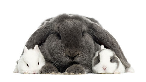 3 rabbits - small white, large grey lop-eared, and small white-and-gray rabbits