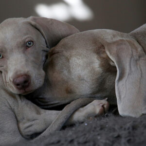 a puppy and an older dog snuggling