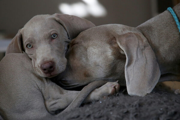 a puppy and an older dog snuggling