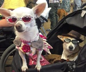 The Real Beverly Hills Chihuahuas, Anakin Skywalker and Darth Vader by Wendy Newell