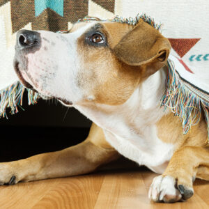 dog poking head out from under a bed looking scared