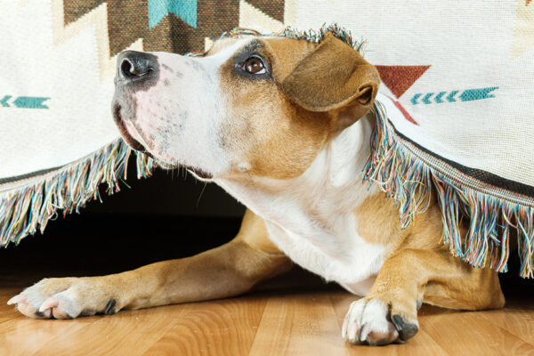 dog poking head out from under a bed looking scared