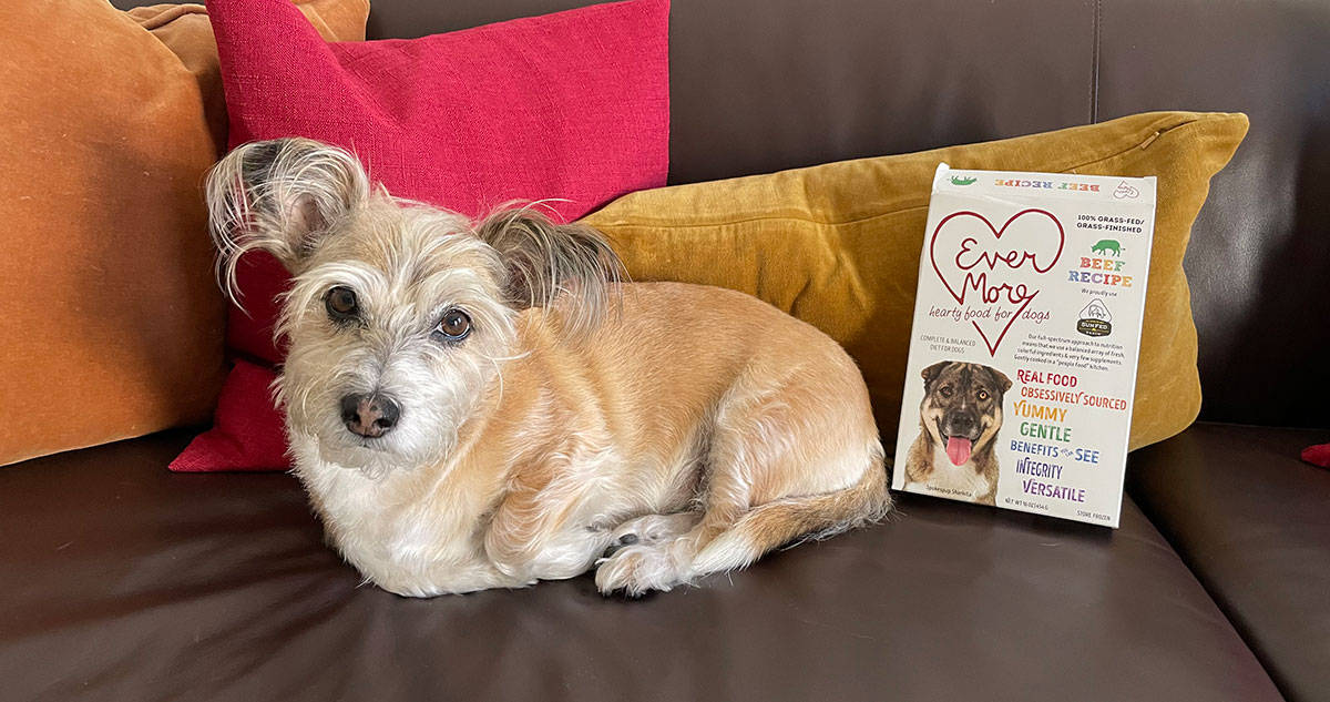 Picky Pet Is Your Dog a Really Really Picky Eater? - Tracie Hotchner Pets