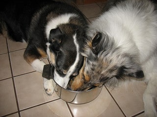 two dogs eating from food bowl